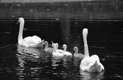 Rambouillet : Photos Nature : Cygne tuberculé