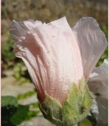 les roses trémières du jardin