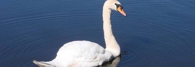 Cygnes se promenant