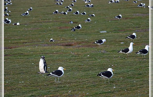 Manchots de Magellan (Spheniscus magellanicus) - Île Magdalena - Patagonie - Chili