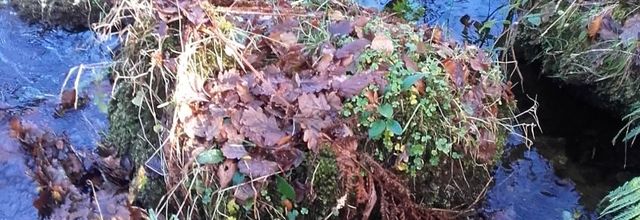  le Fao en hiver  ( le  hêtre )