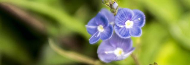 Le bleu de la véronique