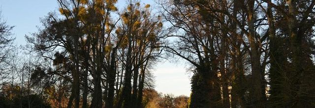 Forêt de Rambouillet 