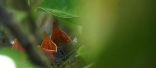 Des nouvelles de la pouponnière 