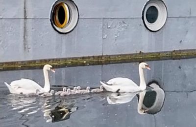 Maman les ptits bateaux....