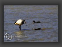 Ibis sacré - Threskiornis aethiopicus