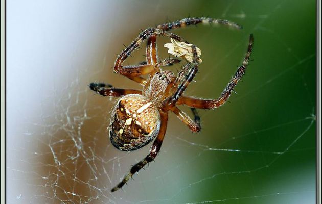 Araignée Épeire Diadème (Araneus diadematus) - Lartigau - Milhas - 31