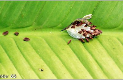 Feuille (1)