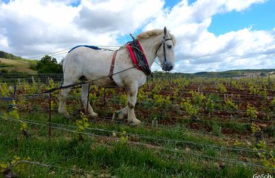 En selle pour la véloroute 6 puis la Route des Grands Crus !