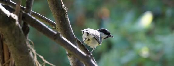 Fifi la charbonnière