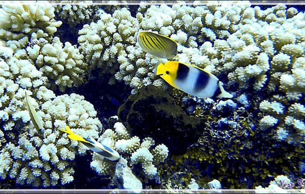 Papillon à deux selles du Pacifique, Papillon coucher de soleil et Eponge Ircinie noire (?) - Passe sud Tumakohua - Atoll de Fakarava - Tuamotu - Polynésie française