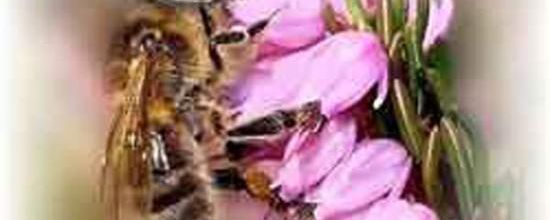 Pauvre petite abeille que le rose attirait