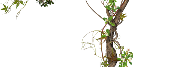 ѼVegetation
