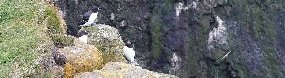 Islande - Látrabjarg #2 Les guillemots de Troïl