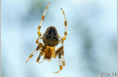 Epeire Diadème (2) - Araneus diadematus