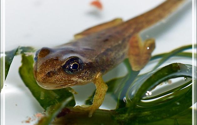 Bébé grenouille rousse prête à vivre sa vie de juvénile - Lartigau - Milhas - 31
