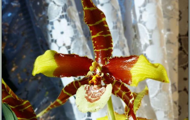 Orchidée Rossioglossum grande et son éperon - Milhas - 31