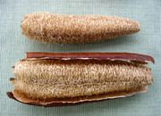 Luffa : éponge végétale (sous la douche, vaisselle, nettoyage maison)