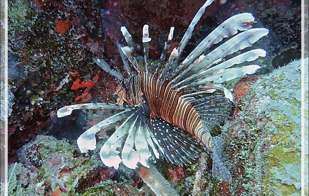 Rascasse volante, Ptérois volant, Common lionfish, Devil firefish, Red lionfish, (Pterois miles) - Spot Antsoha (Rocher 4ème Frère) - Tsarabanjina - Mitsio - Madagascar
