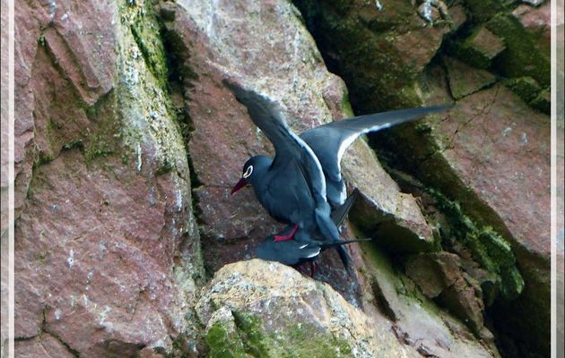 Sterne inca (Larosterna inca) - Iles Ballestas - Pérou