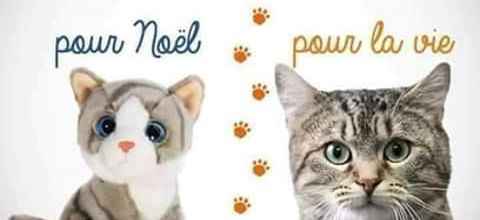 Un chat pour la vie