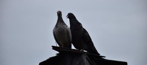 couple