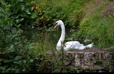 Rambouillet : Deux ans de photographies d'oiseaux