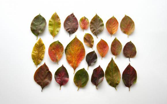 Pourquoi les arbres deviennent ils jaunes ou rouges en automne.?