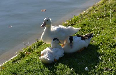 Lac Daumesnil : Trois petits canards