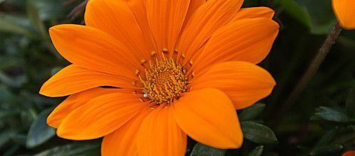 Gazania