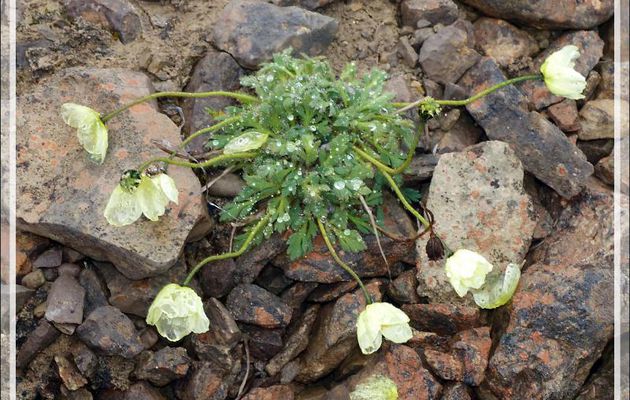 Pavot arctique, Arctic poppy (Papaver radicatum)  - Beechey Island (Péninsule de Devon Island) - Nunavut - Canada