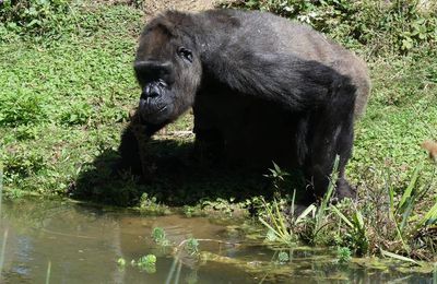 Les gorilles de la Vallée des Singes à Romagne : Dos Argenté...