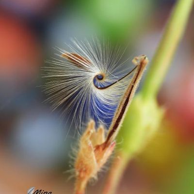 Graines de Géranium...