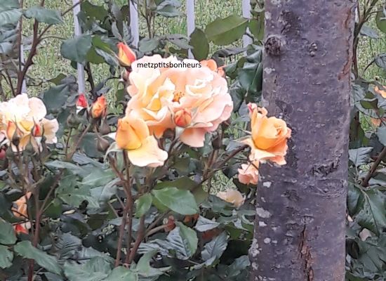 Vive la rose!