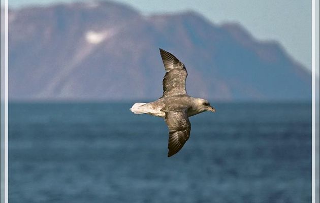 Fulmar boréal, Pétrel fulmar, Northern Fulmar (Fulmarus glacialis) - Mer de Baffin - Nunavut - Canada