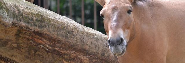 La Ménagerie du Jardin des Plantes : Le cheval de Przewalski