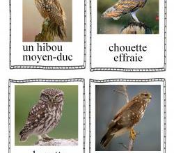 Imag'mots oiseaux