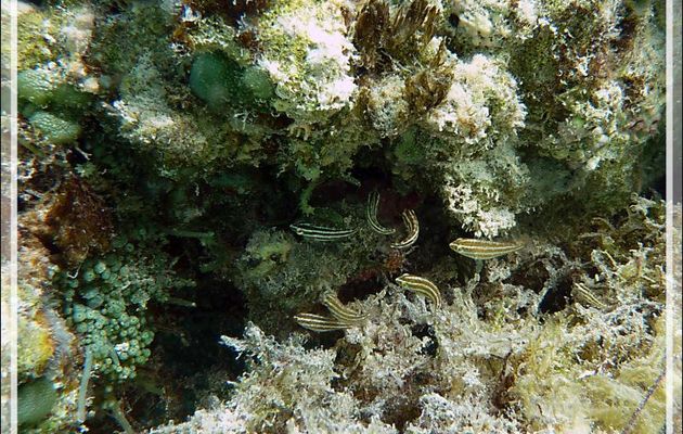 Minuscules juvéniles de poissons-perroquets ?? - Moorea - Polynésie française