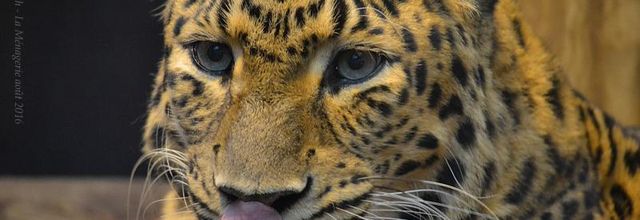 La Ménagerie, le Zoo du Jardin des Plantes : Tao, Panthère de Chine