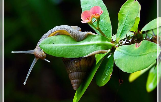 Escargot géant africain, Achatine ou Achatine foulque (Lissachatina fulica) - Nosy Be - Madagascar