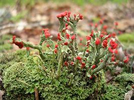 Etranges lichens ... 
