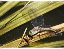Anax napolitain ♀ ( Anax parthenope)
