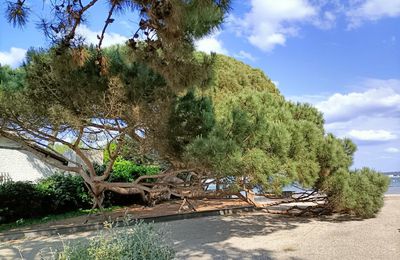EB - Les pins parasols du Cap-Ferret, janvier 2024... 