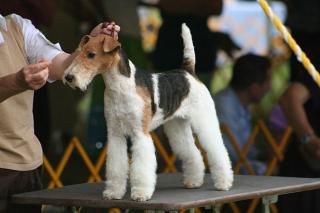 Comment faire confirmer mon chien à la double exposition ?