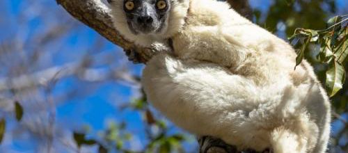 SIFAKA