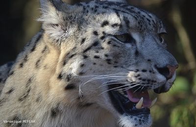 La Ménagerie du Jardin des Plantes : Esha jeune maman