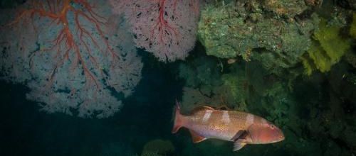 Sous l'eau ... Hienghène