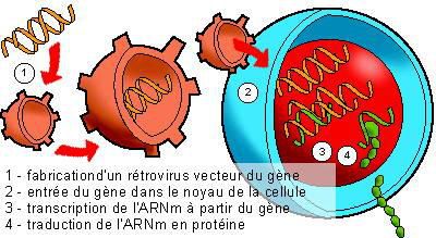 La thérapie génique, qu'est ce?