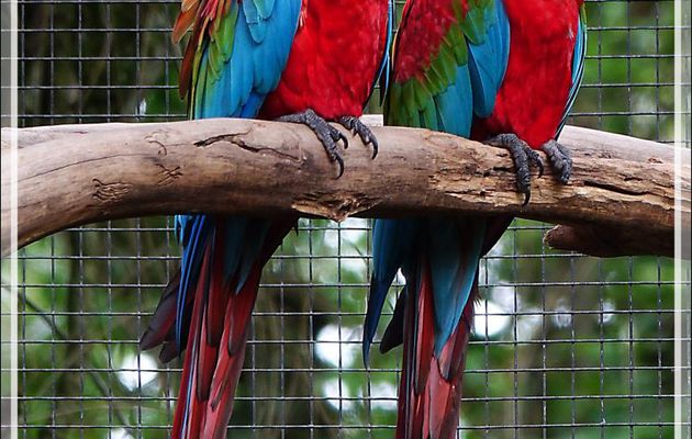 Ara chloroptère, Red-and-green Macaw (Ara chloropterus) - Parque das Aves - Foz do Iguaçu - Brésil