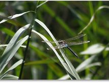 Anax napolitain (Anax parthenope) mâle...